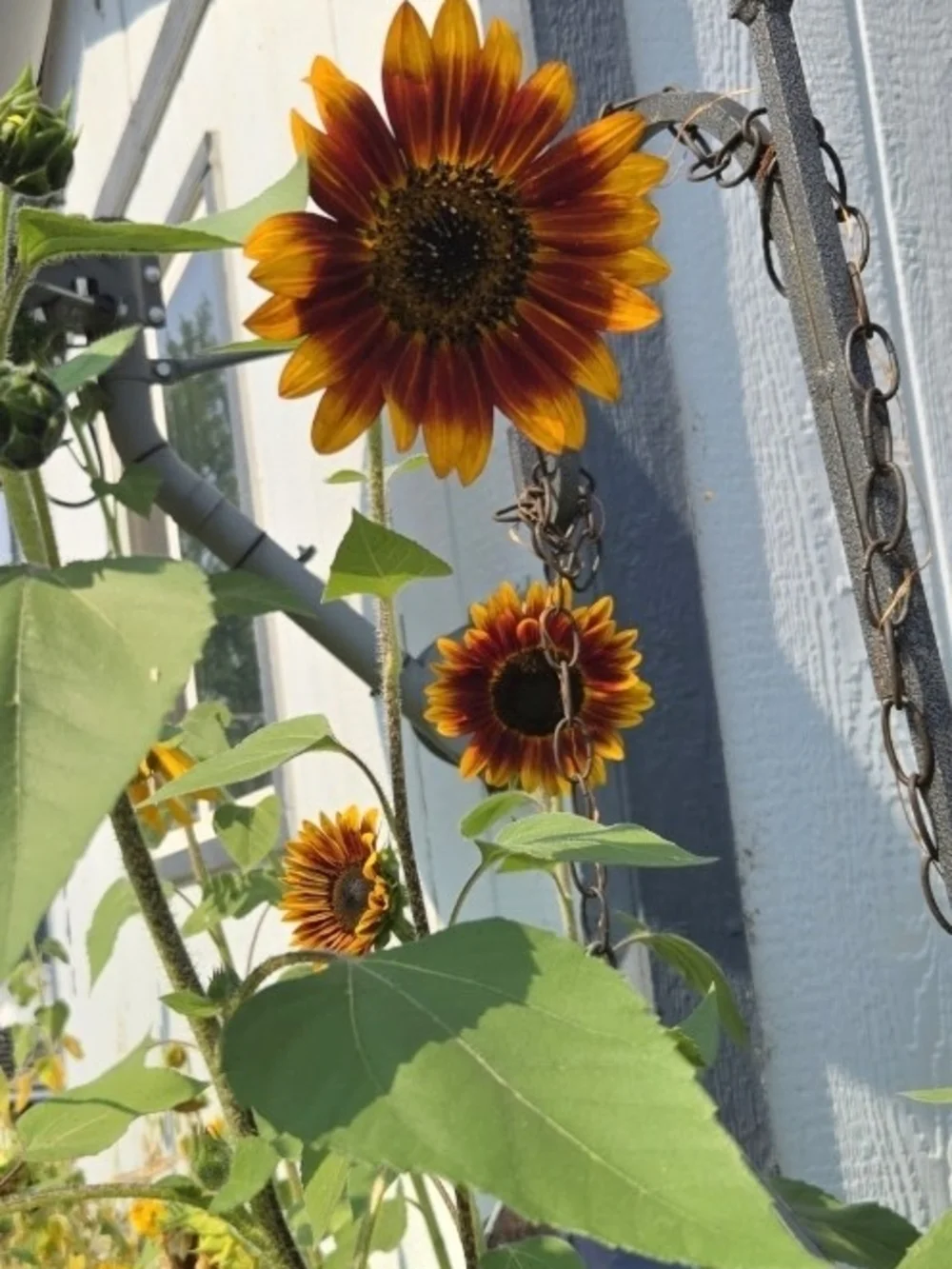 Mystery Mix Sunflower Seeds - Sunflower Seeds Mix - Natural Black & Cream Shells